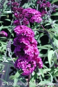 Buddleia davidii 'Dubonnet'                       